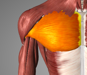 image of pectoralis major muscle